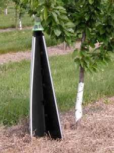 Small orchards can be trapped out of PC by using Whalon traps and lures. Liberty trees and Lodi trees can be used as a trap crop and then sprayed at night with Pyganic (flares mites).