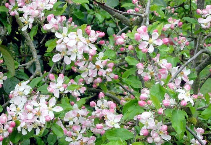 Blossom Thinning with Salt and/or Lime Sulfur You only need 10% of the blossoms to set fruit and you have too many apples.