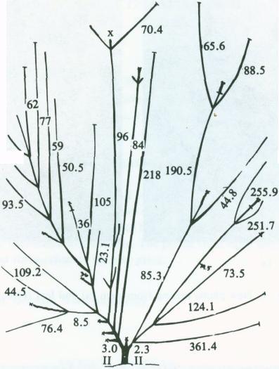 BIOTROPIA No. 7, 1994 144.2 Fig. 3. The sympodial dichotomous branching in Mikania. The numbers indicate approximate length of the branches axillary buds on these nodes emerge to form new shoots.