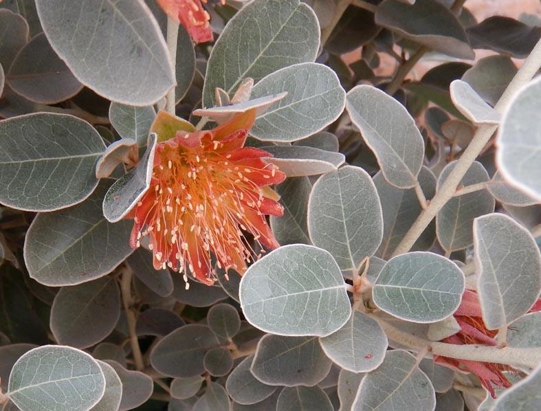 Plant Profile: Diplolaena Diplolaena; from Greek diploos, double and chlaina, a cloak referring to the two rows of bracts around the flower heads. Species include: Diplolaena andrewsii Ostenf.