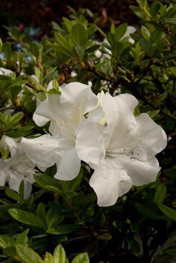 Azalea x 'Mootum'Autumn White Encore Azalea 4-5 H 3-4 W Evergreen Re-bloomer Upright habit; compact White semi-double blooms Well drained soil;