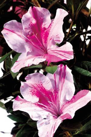 4.5 H and 4 W Re-bloomer Encore Azalea Twist Ericacea Rhododendron Conlep This fast growing variety boasts large bi-color and occasional solid purple blooms.