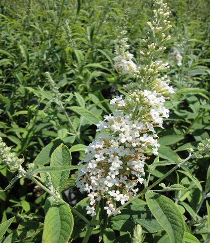 4-6 H 4-6 W Deciduous Butterfly Bush Silver Frost Buddleia davidii Silver Frost White flowers and