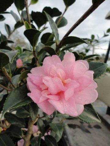 Camellia Winters Interlude Camellia x Winter s Interlude' 8-10 H 8 W Well-drained soil Lavender pink