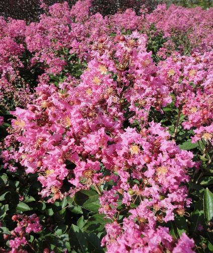 Crape Myrtle Hopi Lagerstroemia indica x fauriei 'Hopi' 7-8 H Full sun in loamy well drained soil One of