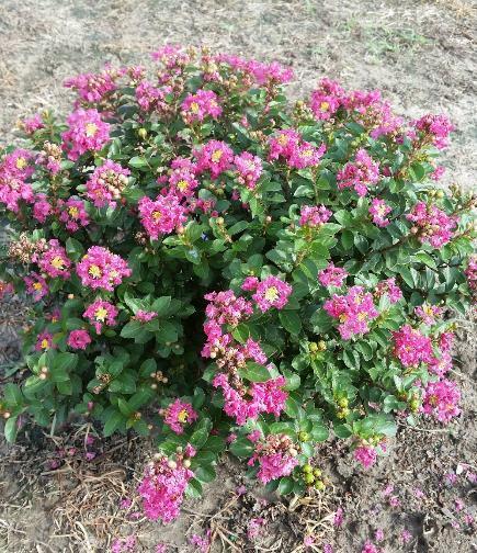 Crape Myrtle Pocomoke Lagerstroemia (indica x fauriei) Pocomoke 2-3 H 2-3 W Full sun in loamy well drained soil Small foundation plant,