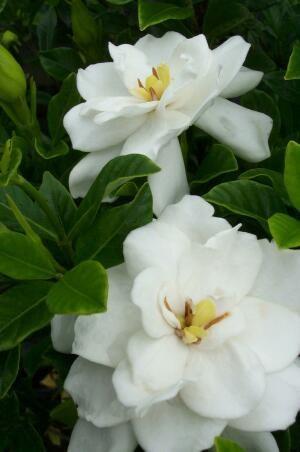 Gardenia Frost Proof Gardenia jasminoides 'August Beauty' 4-6 H 3 W Evergreen White blooms Spring