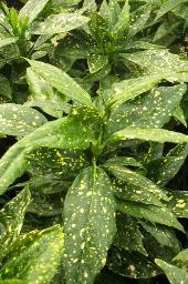 evergreen shrub with large glossy