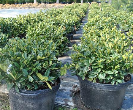 Chinese Carissa Holly Ilex cornuta Carissa 3 H 3 W Well drained soil Drought and humidity tolerant Insect or disease