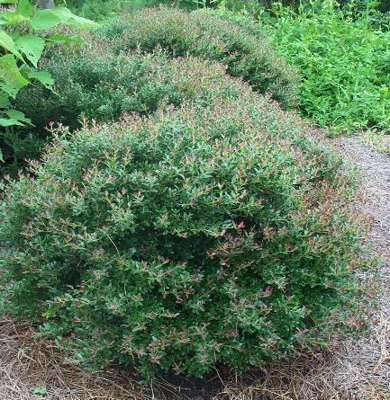 Holly Dwarf Yaupon Bordeaux Ilex vomitoria Bordeaux-Condeaux 2-3 H 2-3 W Well drained soil Drought and humidity tolerant Insect or disease problem