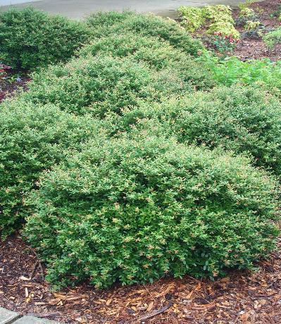 Dwarf Yaupon Holly Schillings Ilex vomitoria Schillings 2-3 H 2-4 W Well drained soil.