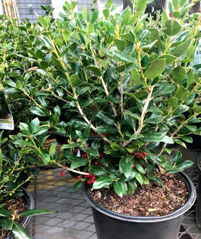 Chinese Needlepoint Holly Ilex cornuta Needlepoint 8-10 H 6-9 W Well drained soil Drought and humidity tolerant Insect or disease problem free Dark green
