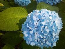 flowers are pink or blue depending on ph of soil.