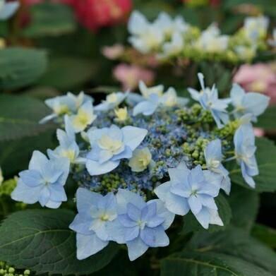 Mountain Hydrangea Tuff Stuff Ah-Ha Hydrangea serrata ' SMNHSDD' PPAF 2-3 H 2-3 W Deciduous Large lace-cap blooms encircled with large pastel double flowers of blue or