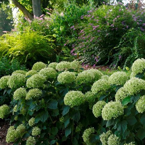 Hydrangea Smooth Invincibelle Limetta Hydrangea arborescens 'NCHA8' PPAF 3 H 3 W Rounded dwarf variety with