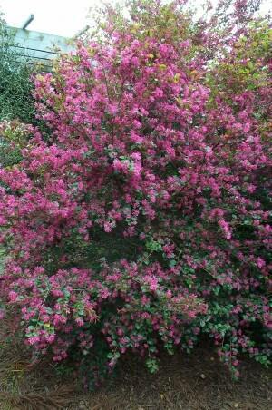 Fringe Flower Chinese Ruby Loropetalum chinense rubrum 4-6 H 4-6 W Broadleaf evergreen with rounded growth