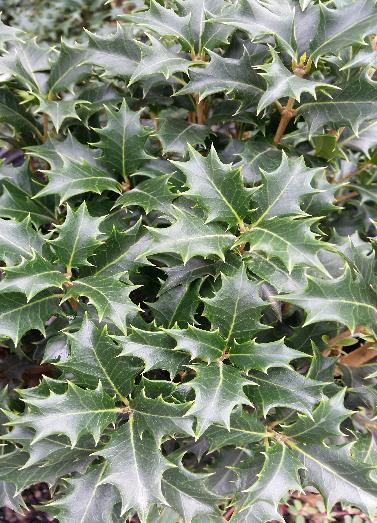 False Holly Gulftide Osmanthus heterophyllus 'Gulftide' 10 H Well drained soil Compact, upright evergreen with