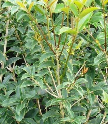15 H 4 W Tea Olive Fruitlandii Osmanthus x fortunei 'Fruitlandi' Well drained soil Small evergreen tree producing cream-colored