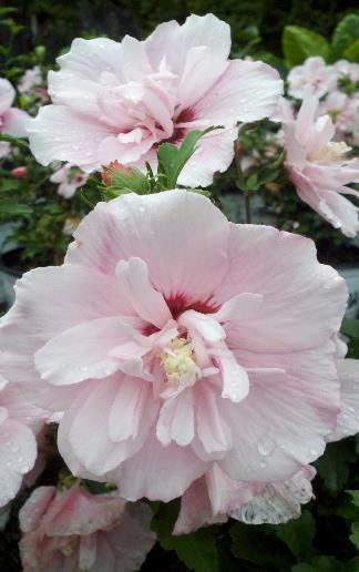 Rose of Sharon Pink Chiffon Hibiscus syriacus 'JWNWOOD4' PP24,336 8-12 H 4 W Deciduous perennial Abundance of double frilly pink