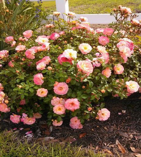 Rose Peach Drift Rosa Peach Drift Meiggile 2 H 3 W Floriferous dwarf