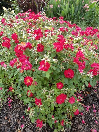 Sunrosa Red Shrub Rose Rosa x 'ZARSBJOH' 14-24 H 12-18 W Compact shrub