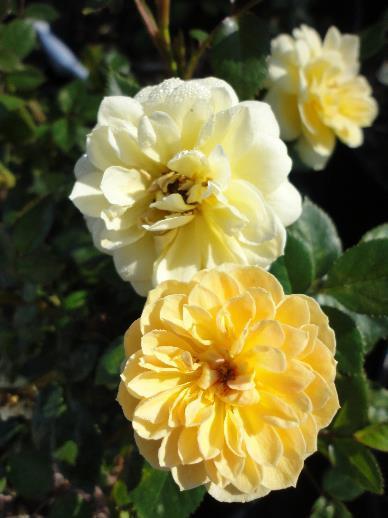 Sunrosa Yellow Shrub Rose Rosa x 'ZARSBSUN PPAF 14-24 H 12-18 W Compact shrub rose Long-flowering and performs well in heat and humidity Exceptional disease