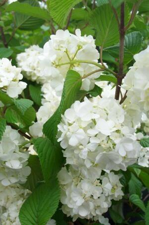 Japanese Snowball Popcorn Viburnum plicatum var. tomentusum Popcorn 8-15 H 10-18 W Deciduous shrub blooms late Spring.