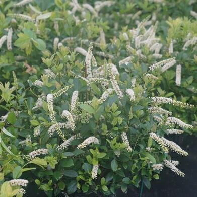Virginia Sweetspire Scentlandia Itea virginica Scentlandia PPAF 3 H 3 W Mound shaped compact shrub Drooping 3-6 racemes of lightly fragrant white flowers