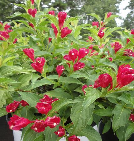 Weigela Sonic Bloom Red Weigela florida Sonic Bloom Red Bokrasopin 4-6 H 4-6 W Deciduous shrub Well drained soil