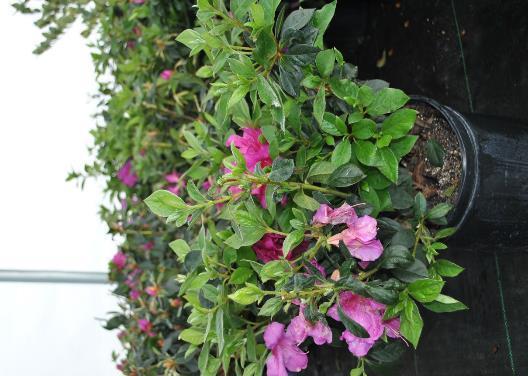 Azalea Purple Formosa Rhododendron x indica Purple 7-10 H 6-8 W Woody evergreen deciduous shrub