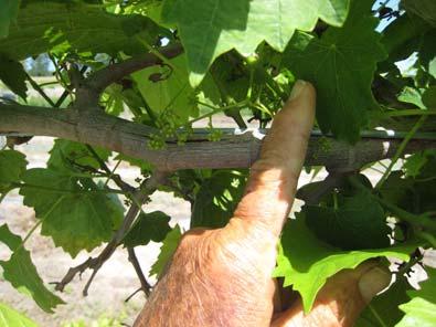 of Plant Pathology, NCSU Younger Carlos and Magnolia vines (1-, 2- and 3-year) in southeastern North Carolina counties (e.g. Bladen, Pender, Duplin and Scotland), were particularly hard hit by the Easter Freeze.