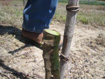 You also have the option of re-training the vine using a sucker from the base of the vine, but in this vineyard the suckers had been removed early in May for weed control purposes.