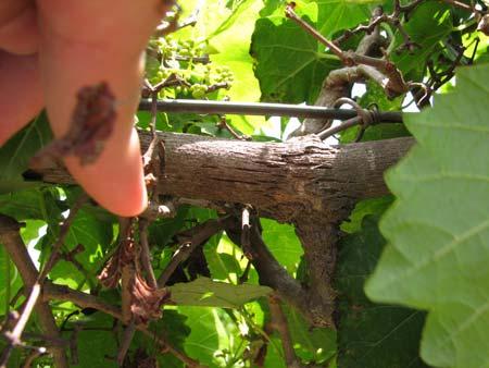 Note on normal bark peeling: We ve received several calls recently from newer growers with older