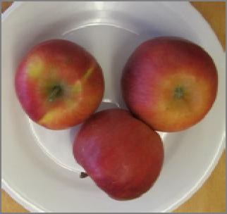 most discussed newer apple varieties (1) Ladina Topaz x Fuji (CH) 10 to 14 days after Gala Scab-resistant