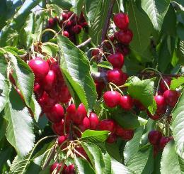 June Gardening Topics Fruit and Chilling Hours Wonder why fruit trees produce little or no fruit? Lack of cold evening temperatures and warm days at the right time during winter is the reason.