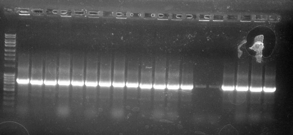 PCR Identification: Primers AJ 75/76; targeting plasmid pea 29