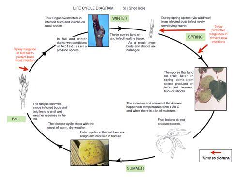 Disease cycle for shot hole Fungus overwinters in infected buds and lesions on small