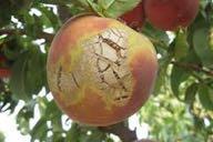 Powdery Mildews on Peaches Fungal pathogens: Podosphaera pannosa Infects peach and rose Podospharea