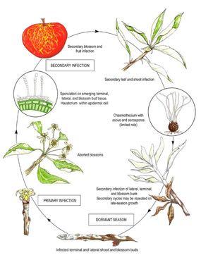 Disease cycle of Powdery Mildew Overwinters on in buds, as buds expand, infection occurs on young leaves Sporulation occurs