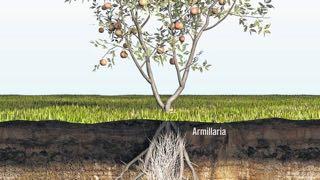 Armillaria Root Rot Fungal pathogen: Armillaria mellea Hosts: Many hardwoods