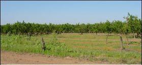Conditions that promote disease Poorly drained soils and excess irrigation Furrow irrigated orchards