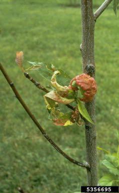 Peach Leaf Curl Fungal pathogen: