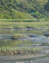 Estuary to support a wide and diverse food chain» Wetlands sequester sediment reducing estuary turbidity and improving the wider environment for filter feeders such as oysters» Wetlands improve water