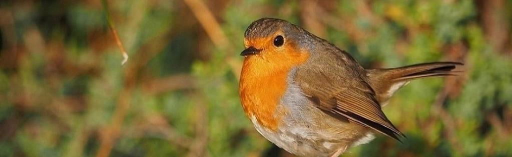 Type of Guide: Garden Birds & Wildlife Care Autumnwatch is on its way!