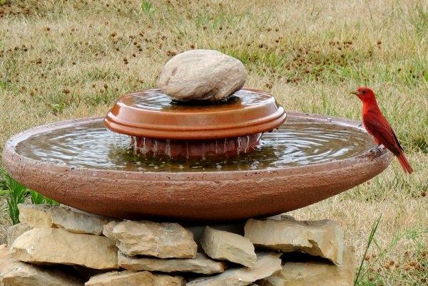 Image Credit: Best4Hedging Birds The best way to attract all types of birds in to your garden is by creating an inviting environment with bird baths, feeders and houses/nesting boxes.