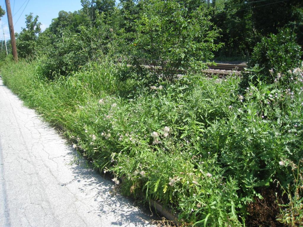 Brush Grass Weeds + Dead Shrubs & Trees Chapter 59 Township of Lower Merion Code under Brush, Grass and Weeds: Any weeds, including but not limited to jimson, burdock, ragweed, thistle, cocklebur or