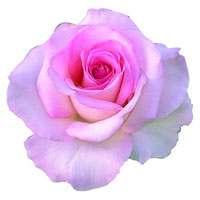 2019 Rose List Cultivar/Variety Name Color Description Antique CL Cecile Brunner! Pink 1894. Polyantha Climber.