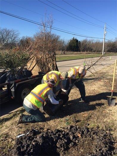 New Trees on Pioneer and Lawson The Parks and Recreation Department is currently replacing 113 trees in the East Cartwright Road medians between Pioneer Road and Lawson Road that have been lost due