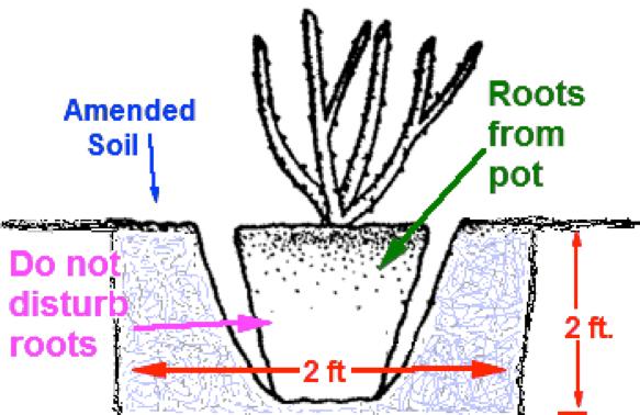 Potted Roses Minimize disruption to roots