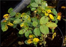 Blackspot Fungus produces round, black spots on leaves. Some leaves will yellow and fall off; complete defoliation can occur.